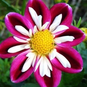 Meet your Posher, Kennedy